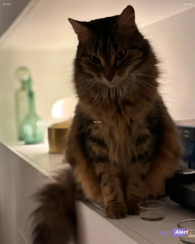 Chat fauve · Spritz