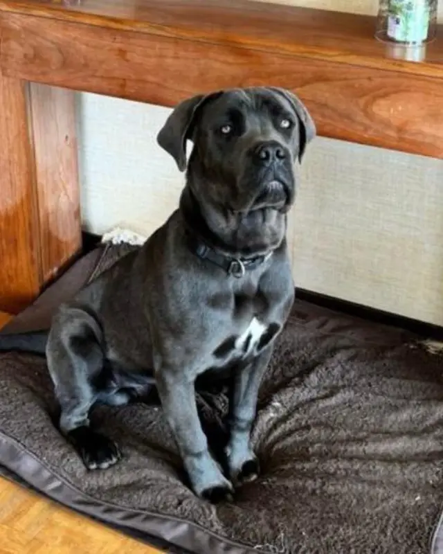 Chien cane corso · Aldo