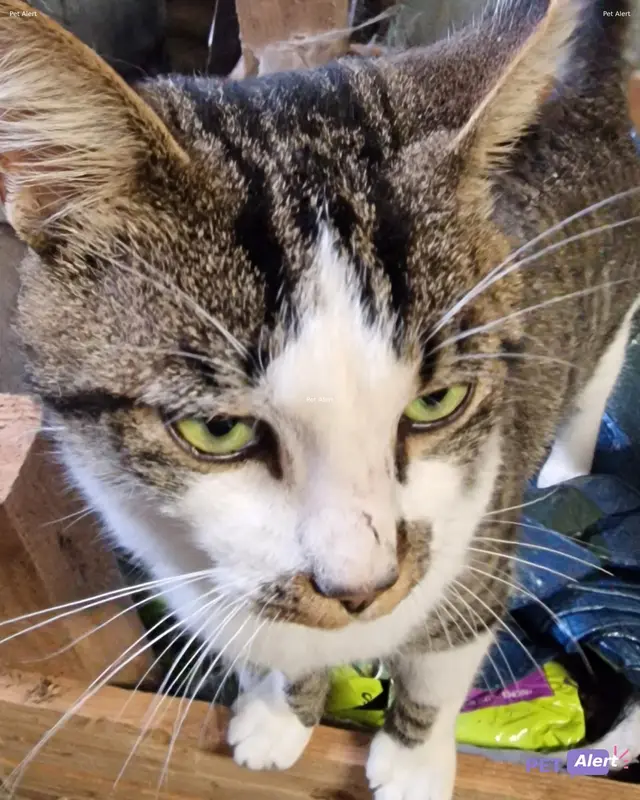 Chat blanc, tigré