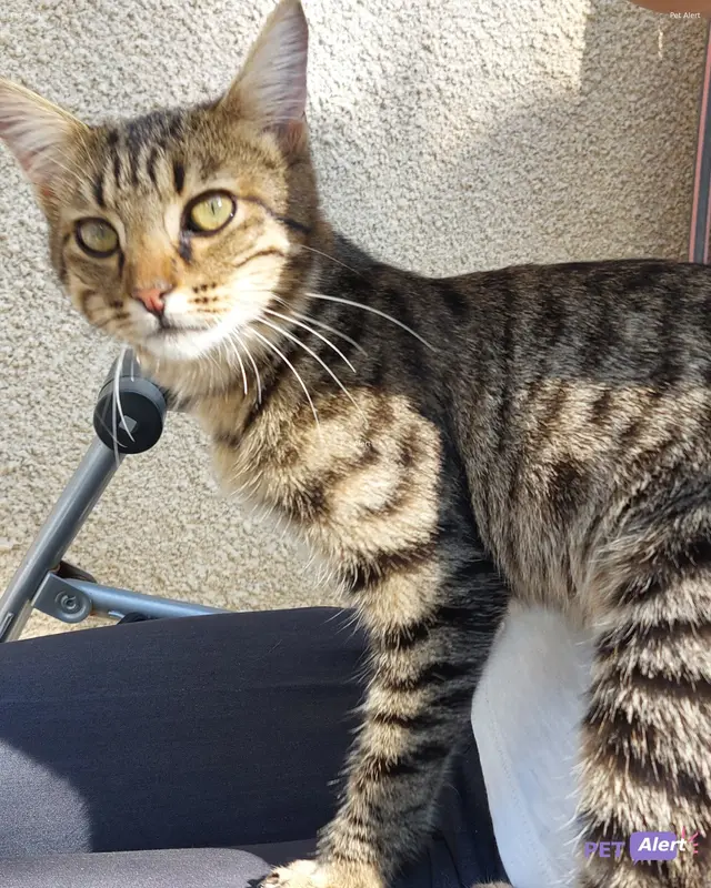 Chat européen