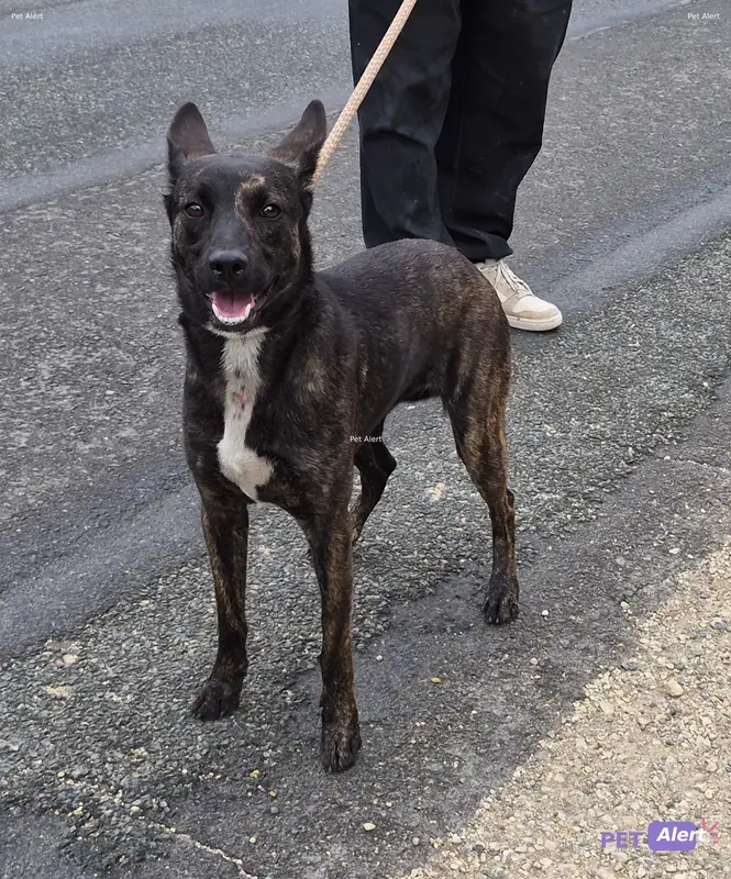 Chien brindle, noir, blanc