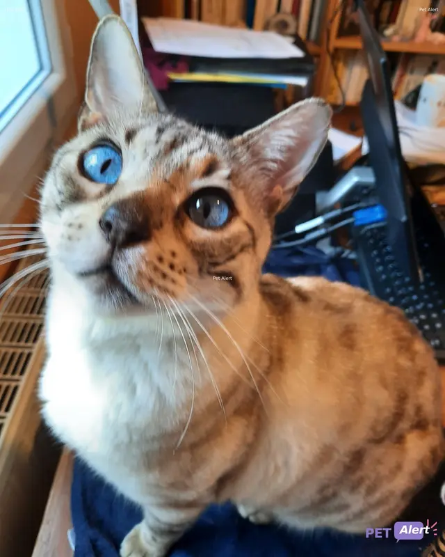 Chat bengal · Litchee