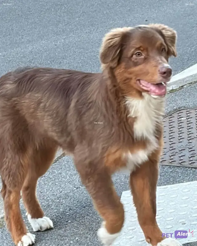 Chien berger australien