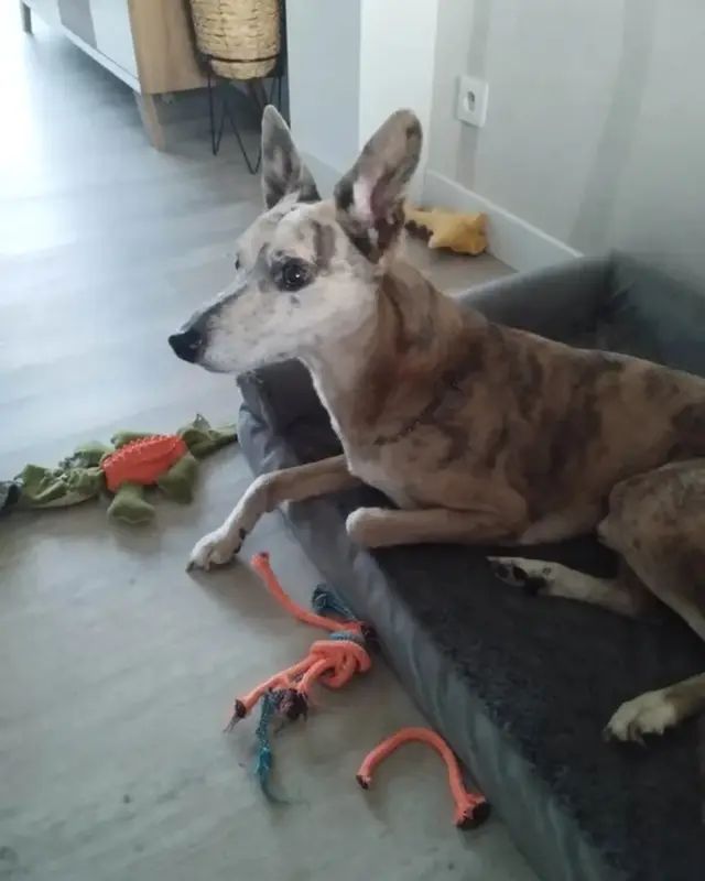 Chien tricolore