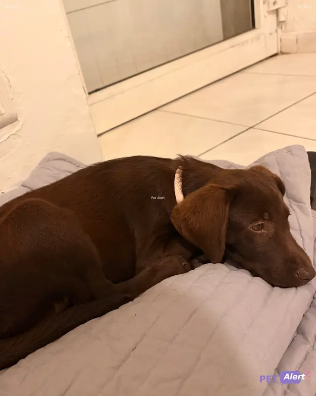 Chien labrador retriever