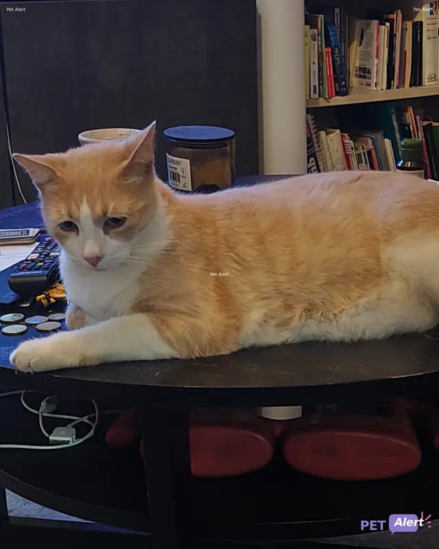 Chat roux, blanc