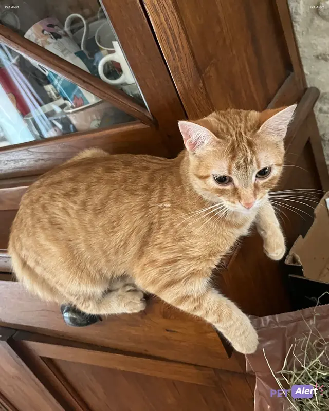 Chat européen · Daina