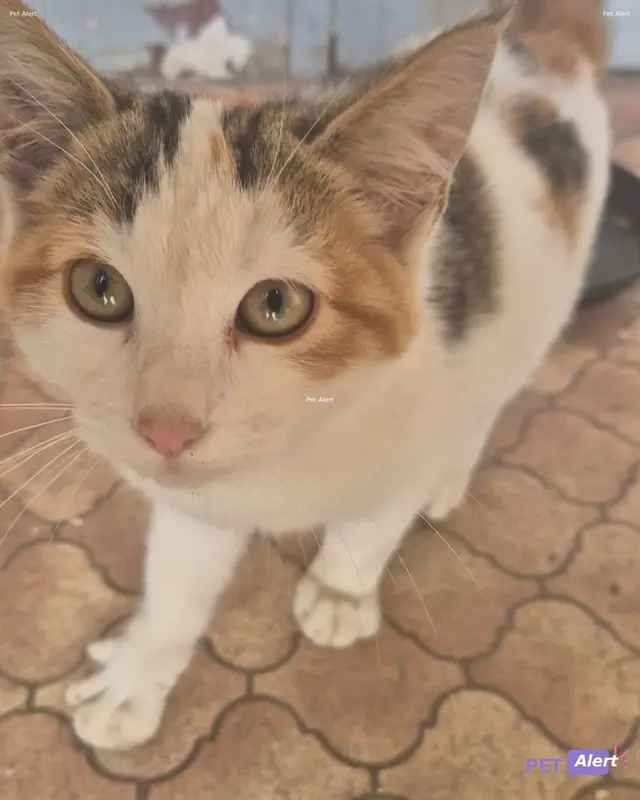 Chat blanc, roux, tricolore