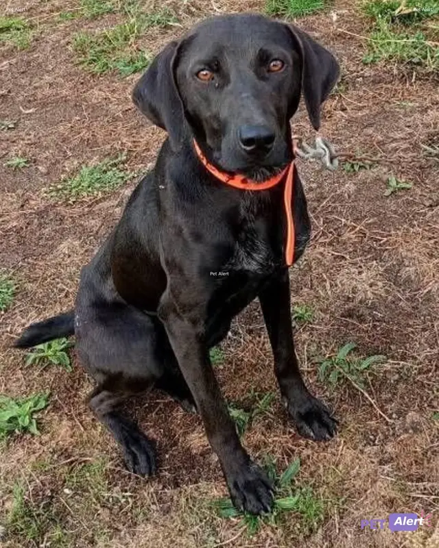 Chien labrador retriever