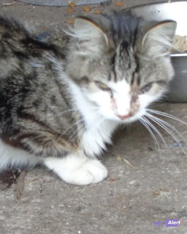 Chat tigré