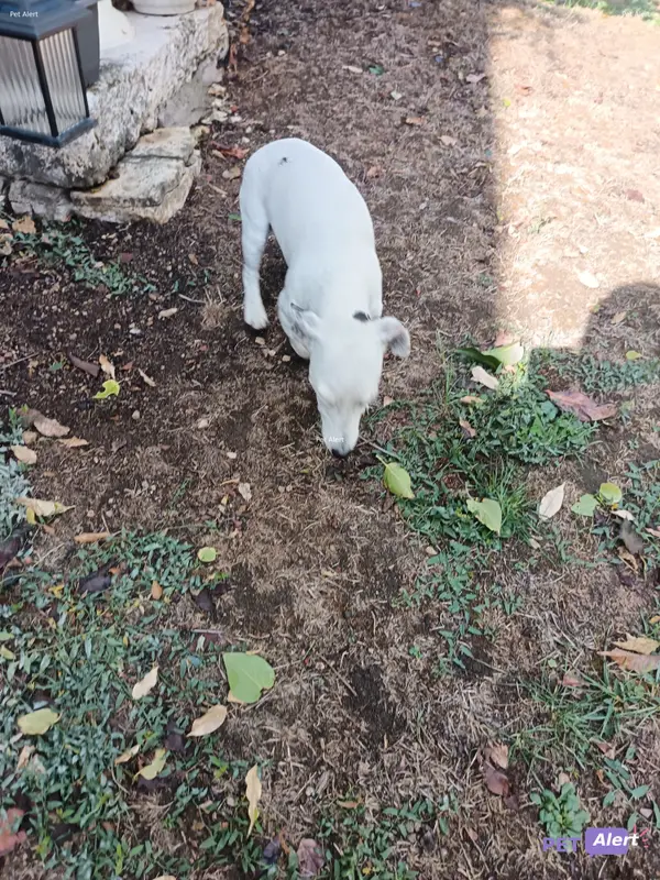 Chien jack russell