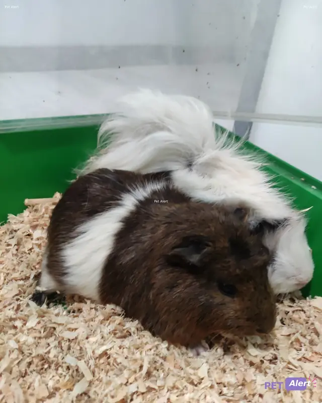 Animal guinea pig
