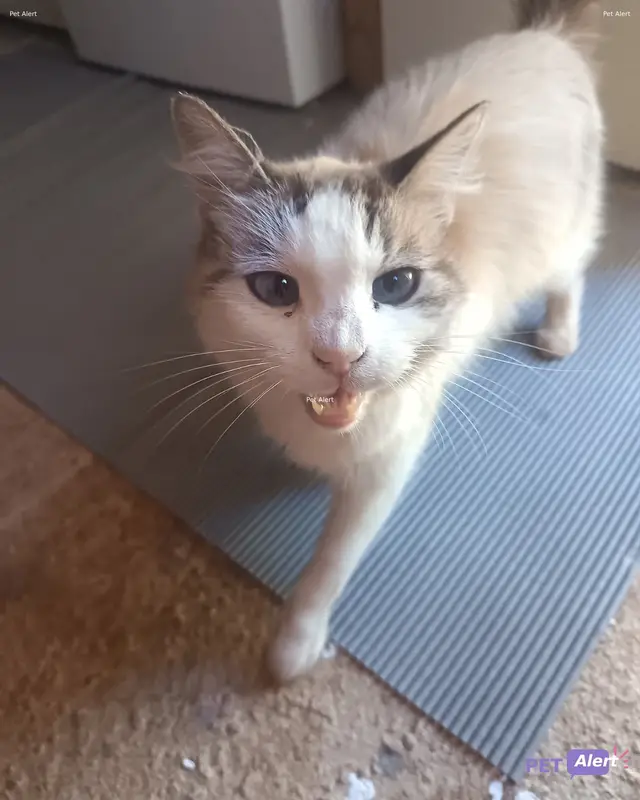 Chat tricolore