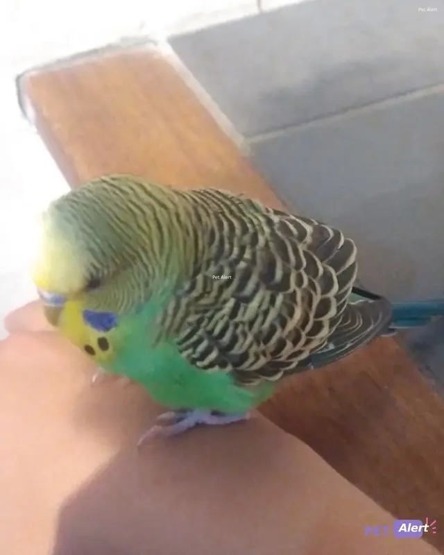Animal parakeet