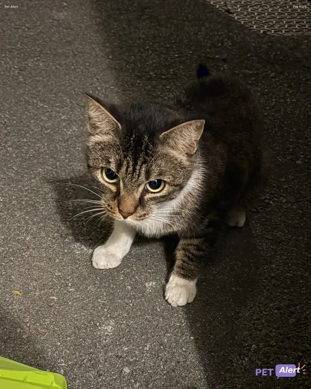 Chat européen