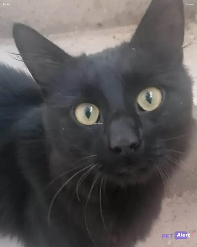 Chat noir
