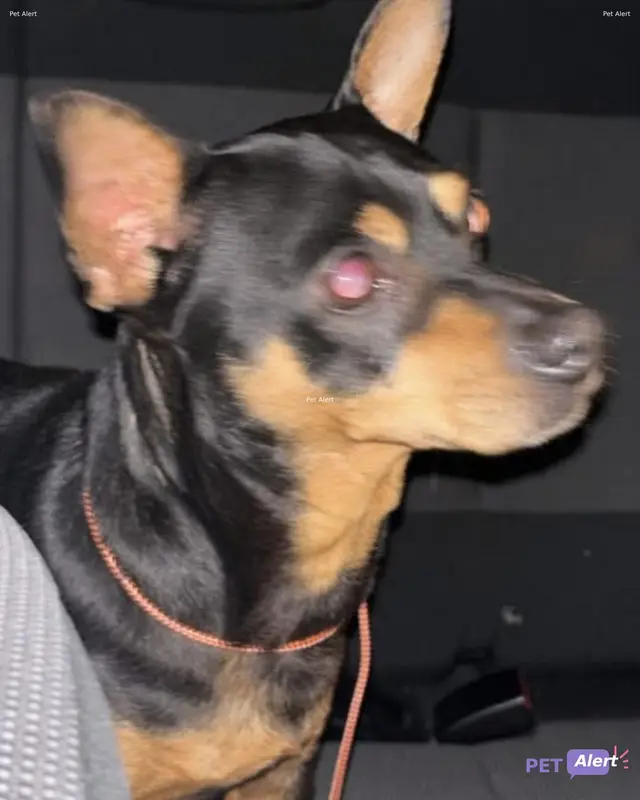 Chien pinscher nain