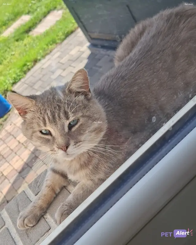 Chat tigré, gris