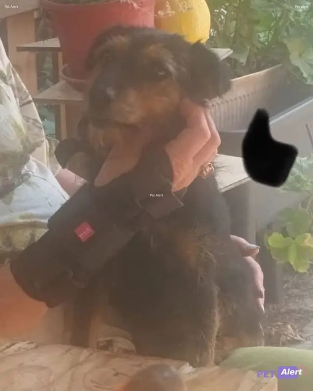 Chien noir