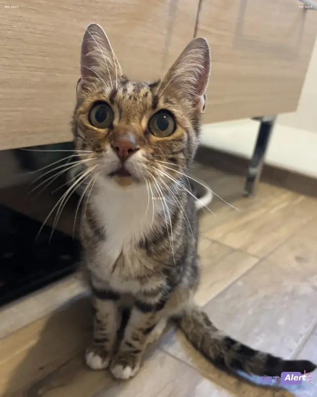Chat européen