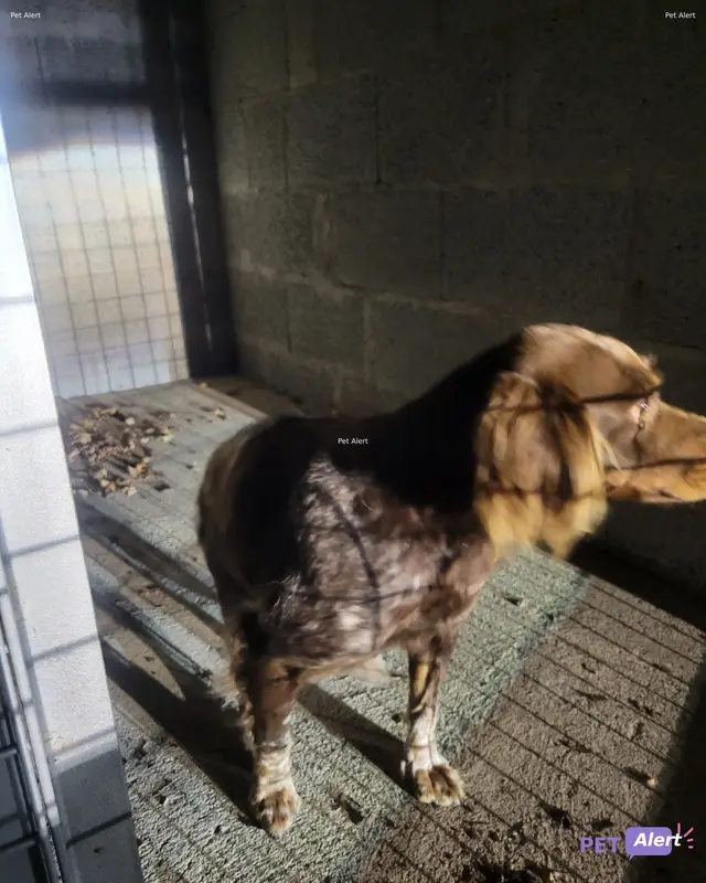 Chien épagneul breton