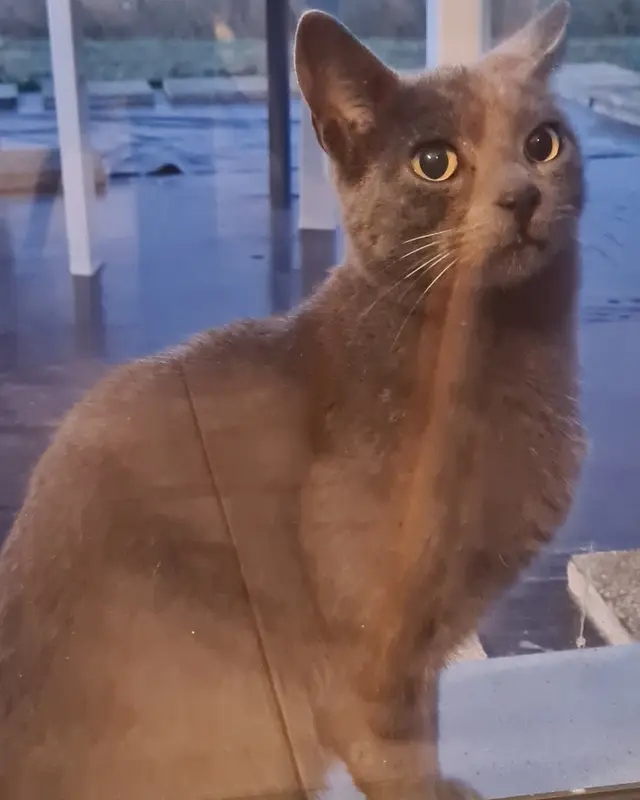 Chat gris