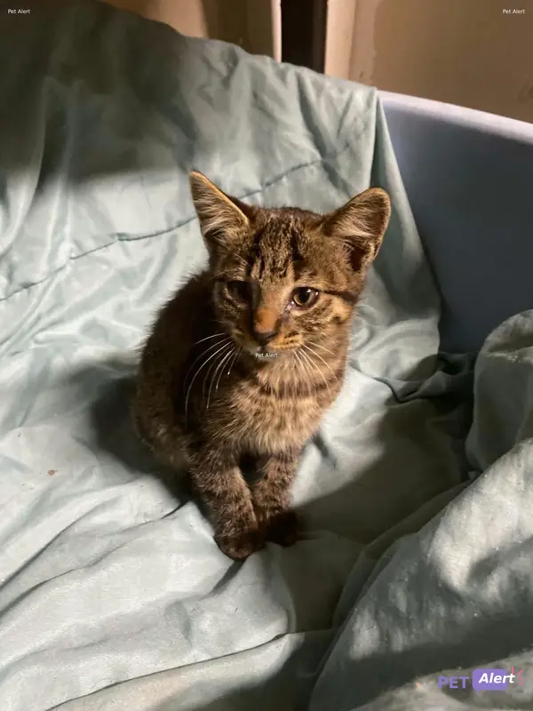 Chat européen