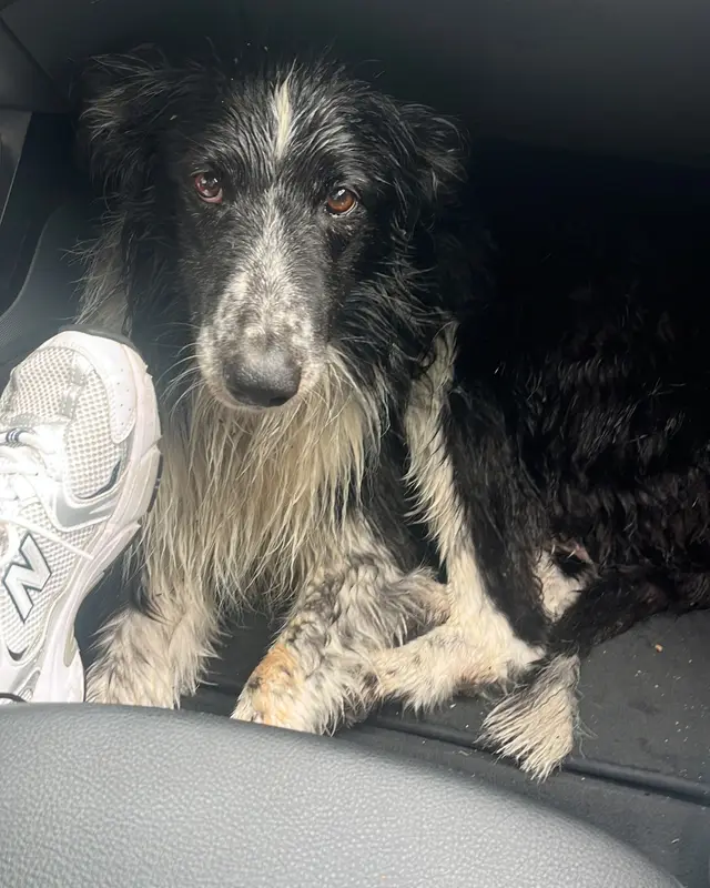 Chien border collie