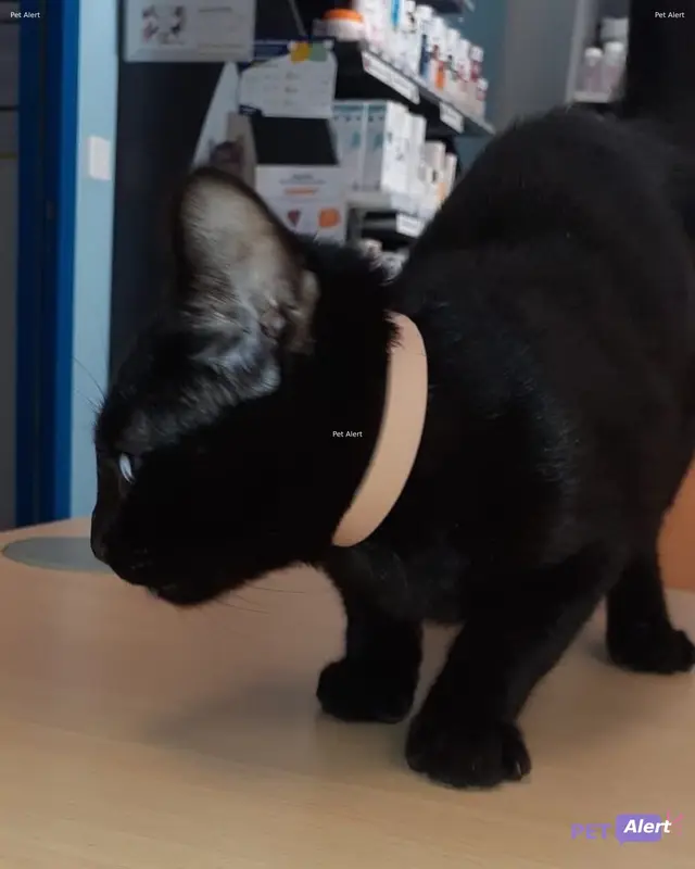 Chat noir