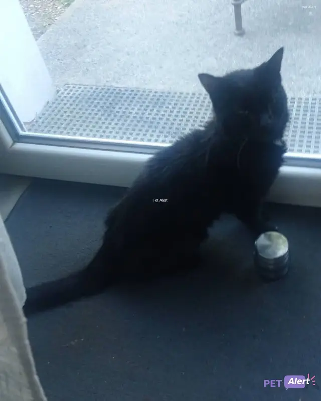 Chat noir