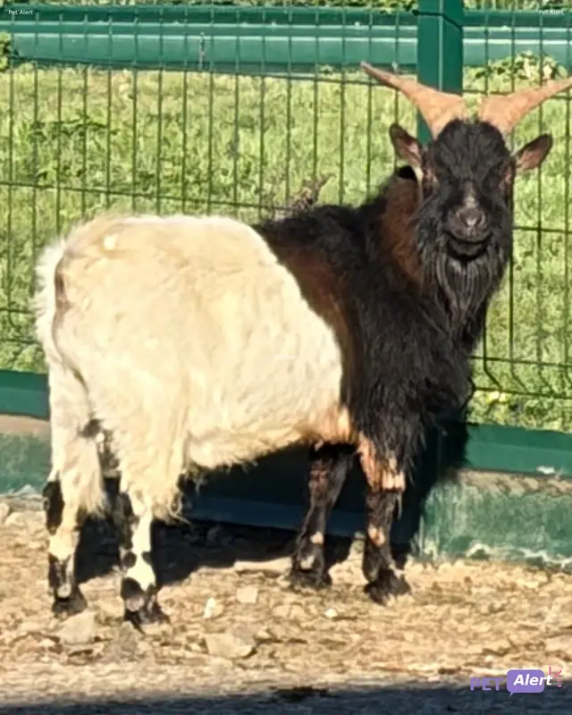 Animal goat