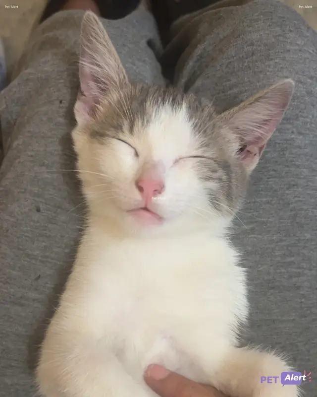 Chat blanc, gris
