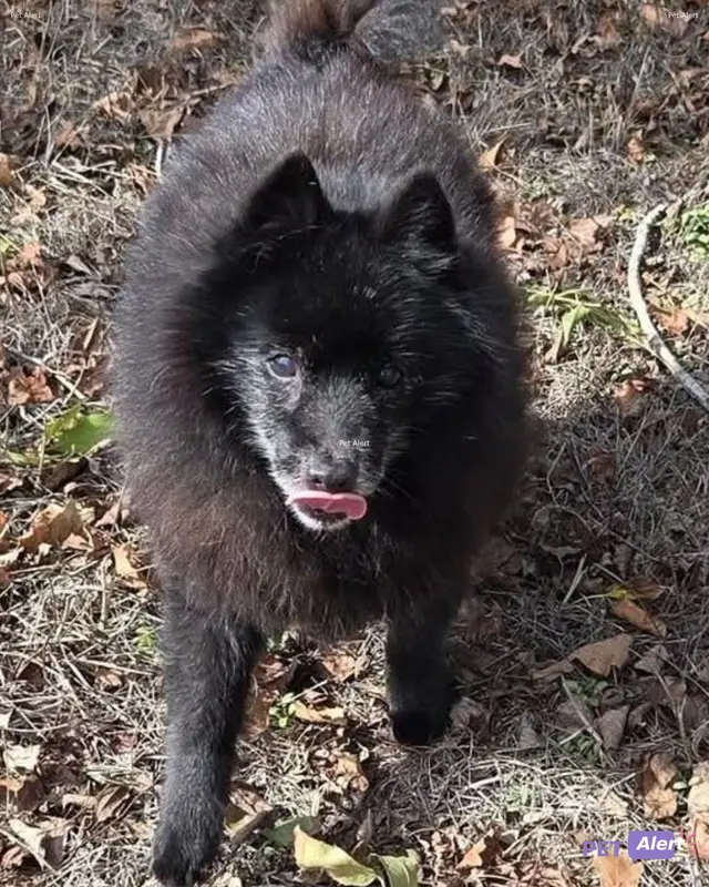 Chien noir