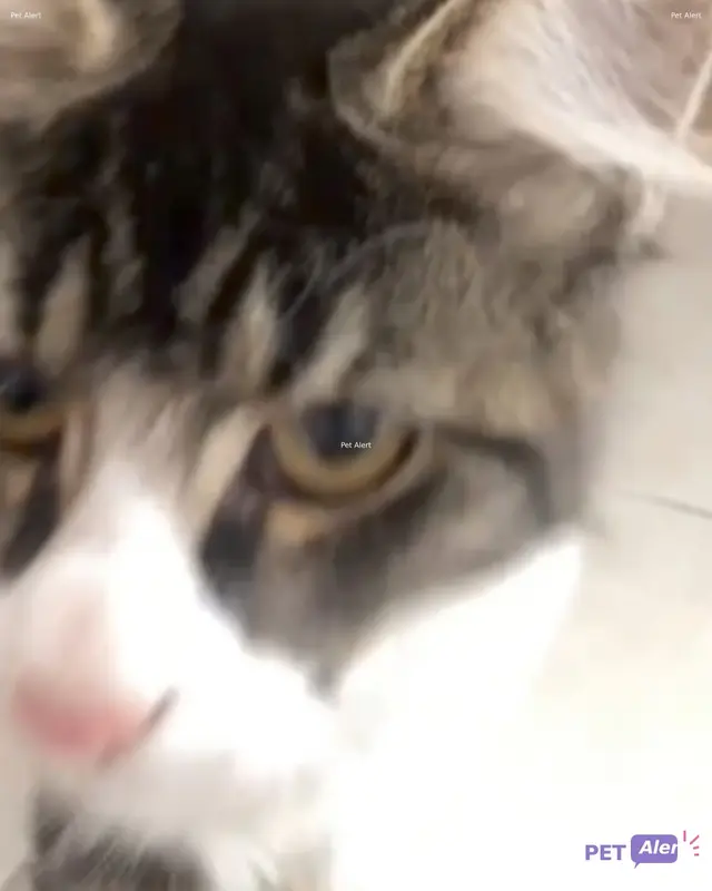 Chat gris, blanc