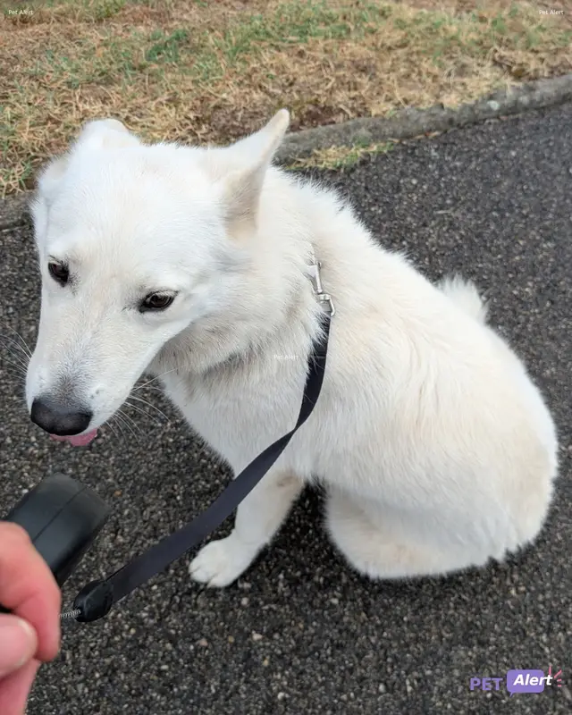 Chien berger blanc suisse