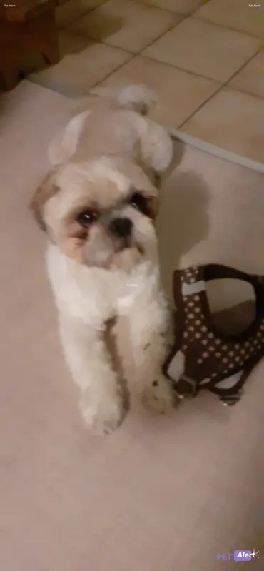 Chien beige