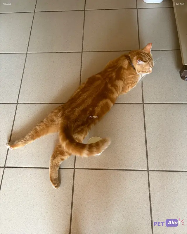 Chat roux