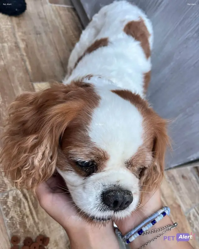 Chien cavalier king charles spaniel