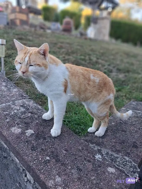 Chat roux