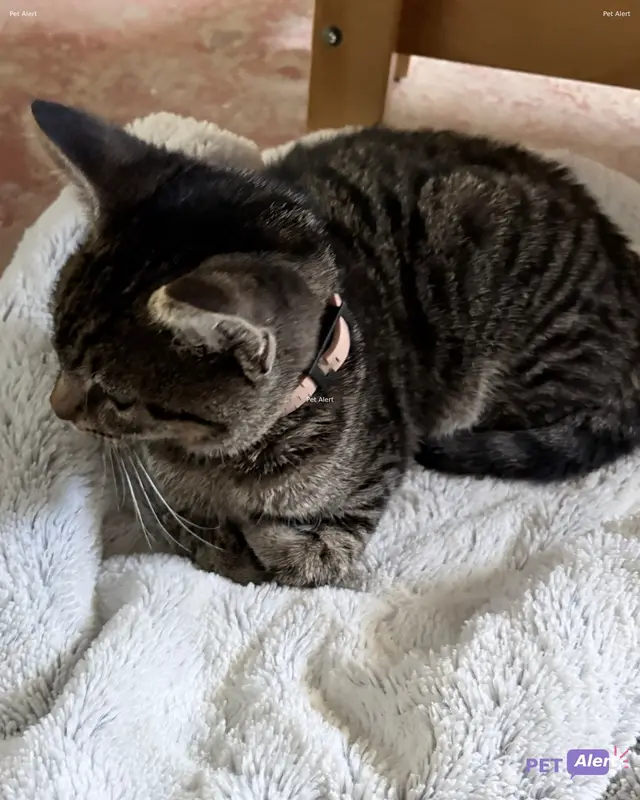 Chat tigré · haut de la queue qui semble cassée
