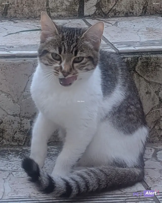 Chat tigré, blanc