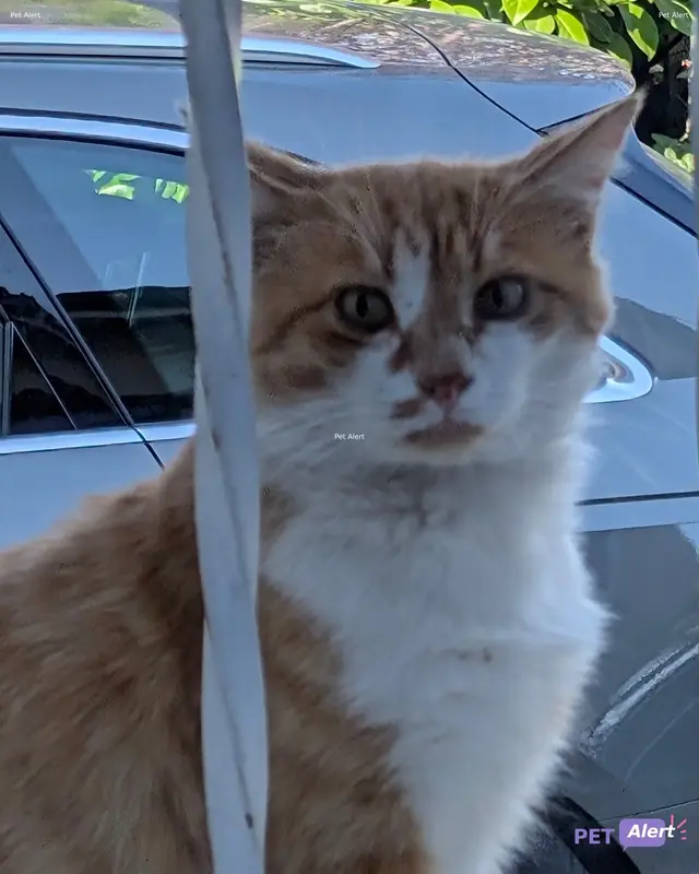 Chat beige, roux