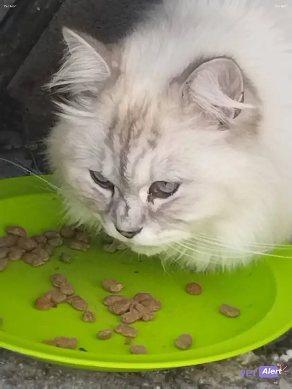 Chat persan