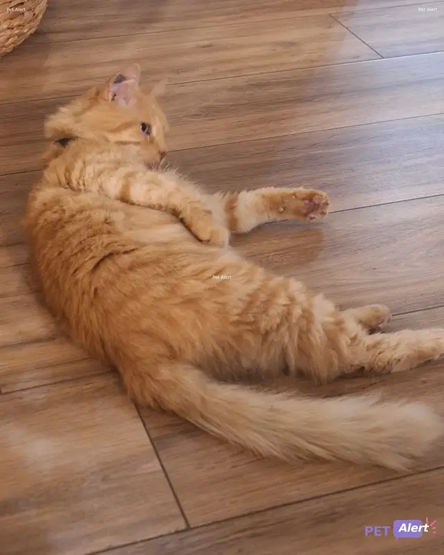 Chat européen