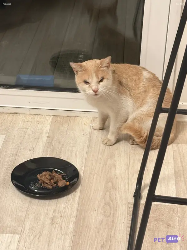 Chat blanc, fauve