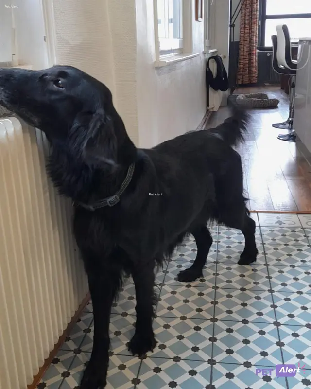 Chien noir