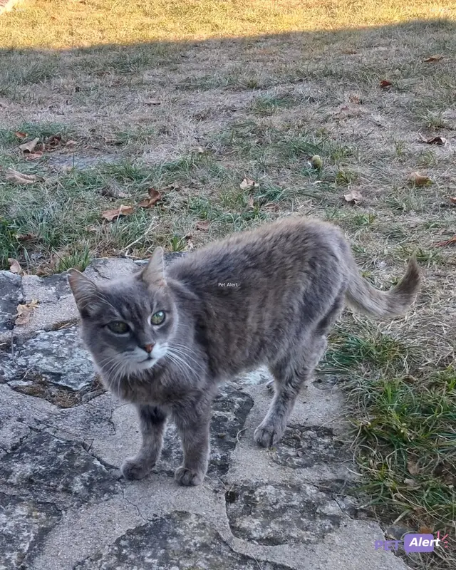 Chat gris