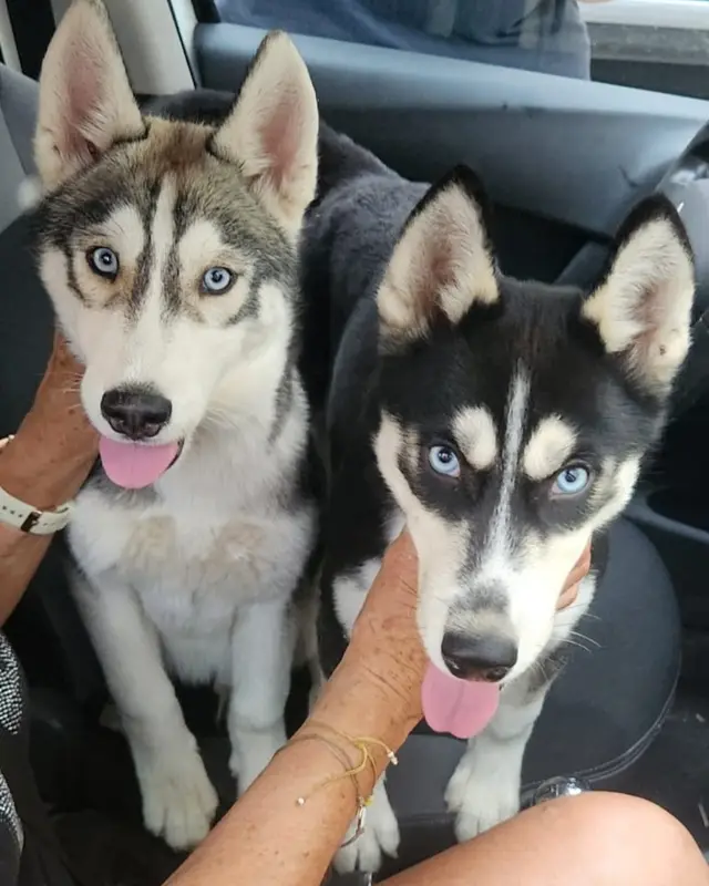 Chien husky sibérien
