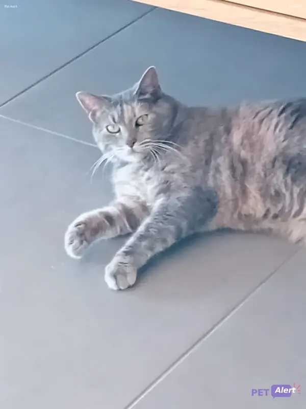 Chat européen