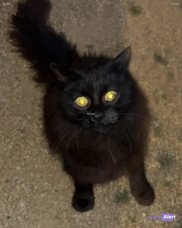 Chat noir